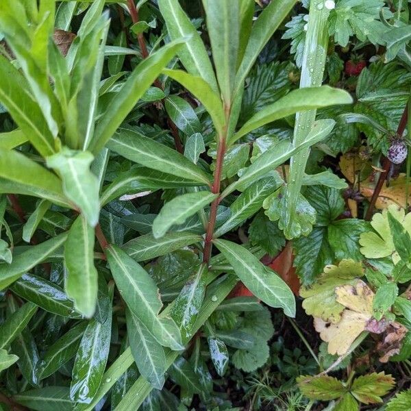 Lysimachia clethroides Kéreg