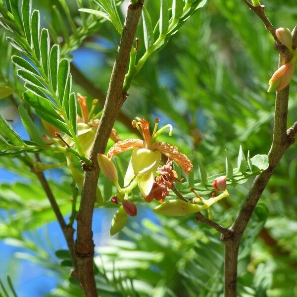 Tamarindus indica Virág