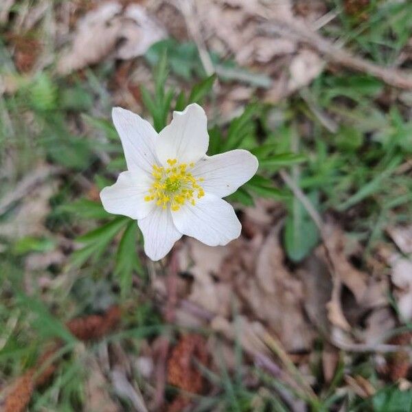 Anemone nemorosa Kwiat