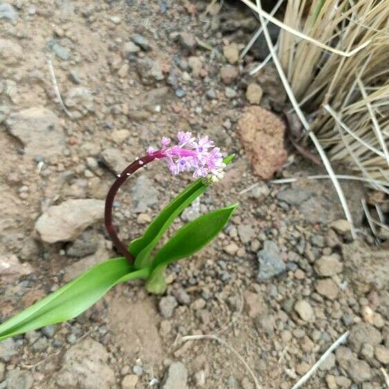 Scilla haemorrhoidalis Flower