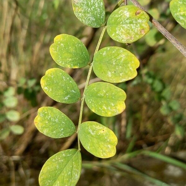 Colutea arborescens Лист