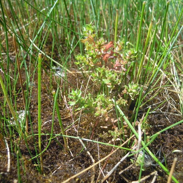 Lythrum borysthenicum Habit