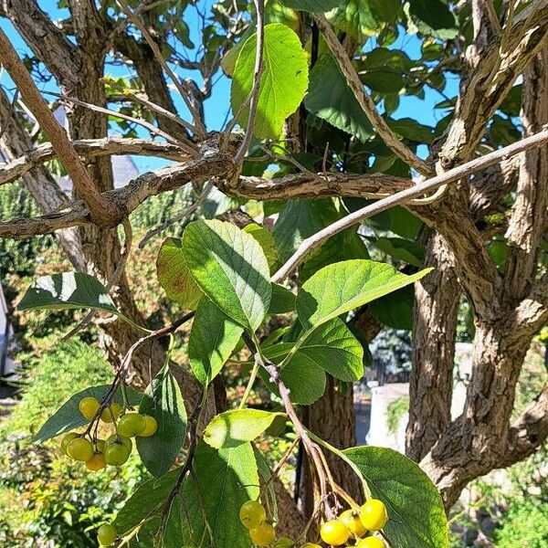 Ehretia dicksonii Fruit