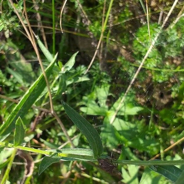 Centaurea stoebe Ліст