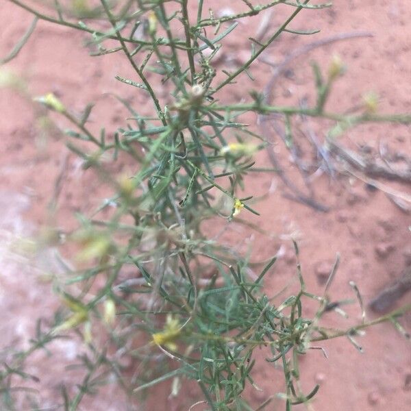 Gutierrezia sarothrae Leaf