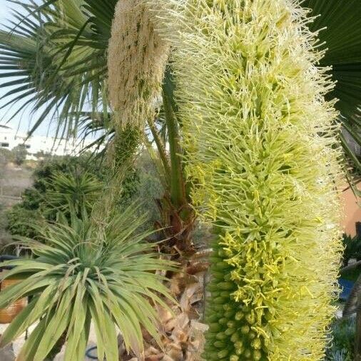 Agave attenuata ফুল