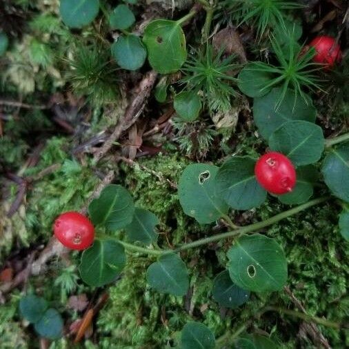 Mitchella repens Fruchs