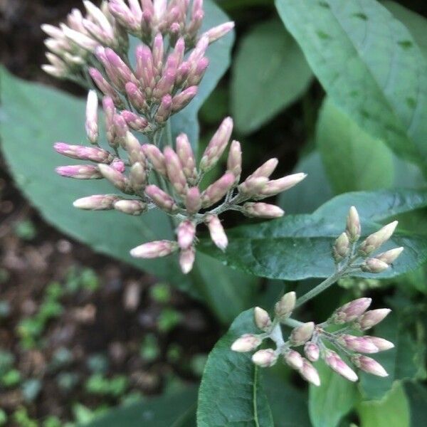 Eupatorium cannabinum Fiore