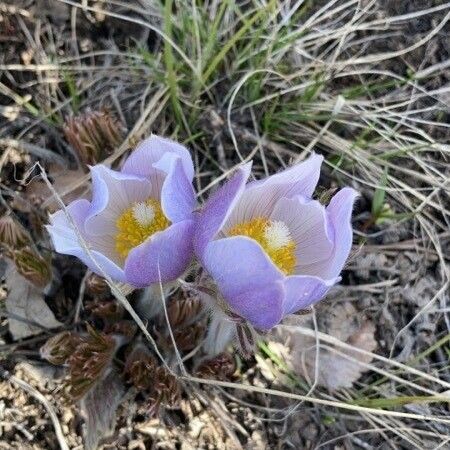 Pulsatilla patens फूल