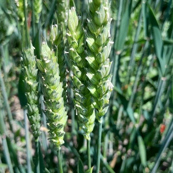 Triticum aestivum Квітка