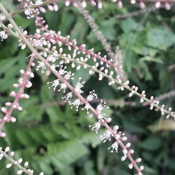 Deeringia amaranthoides 花