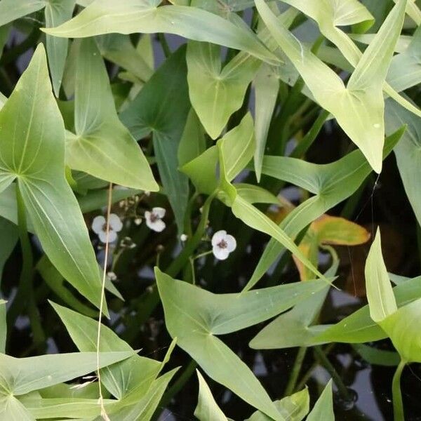 Sagittaria sagittifolia Folha