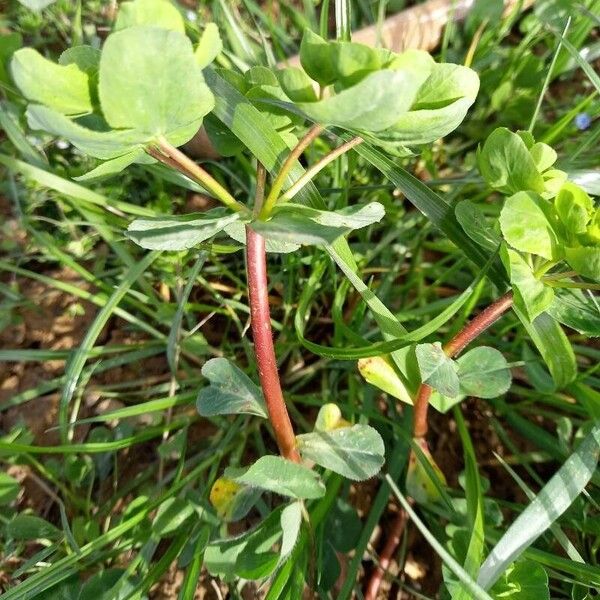 Euphorbia helioscopia ശീലം