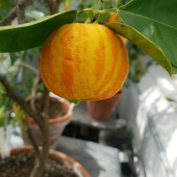 Citrus × aurantium Frutto