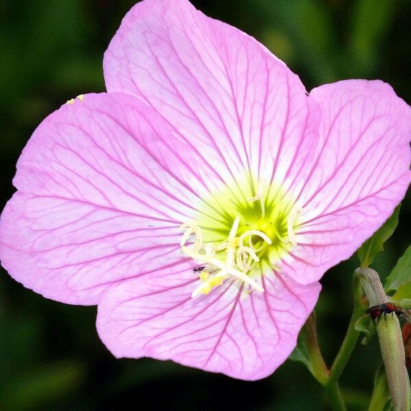 Oenothera speciosa फूल