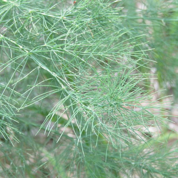 Asparagus tenuifolius Fulla