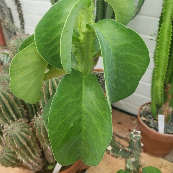 Euphorbia magnifica Leaf