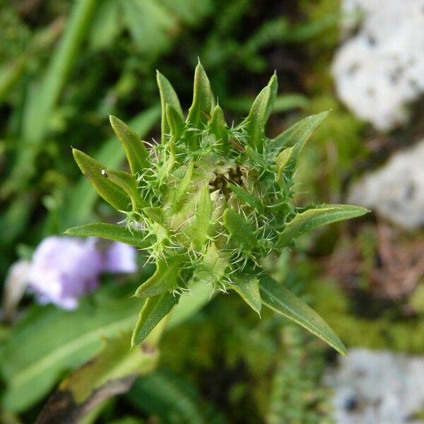 Stokesia laevis autre