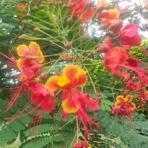 Caesalpinia pulcherrima फूल