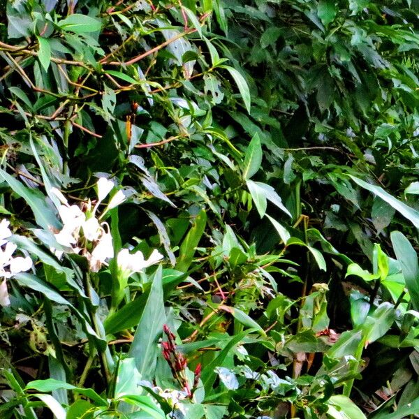 Hedychium coronarium Hábitos