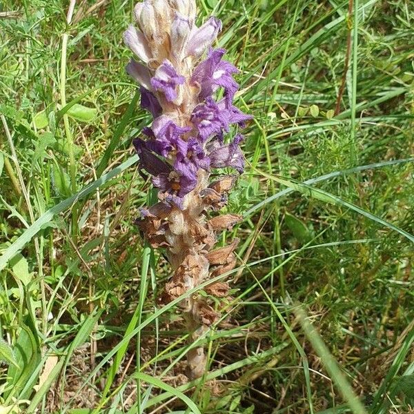 Orobanche arenaria Flower