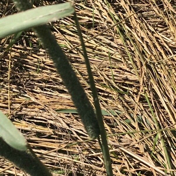 Phleum pratense Blodyn