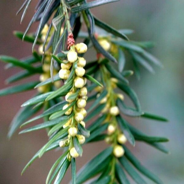 Torreya californica Foglia