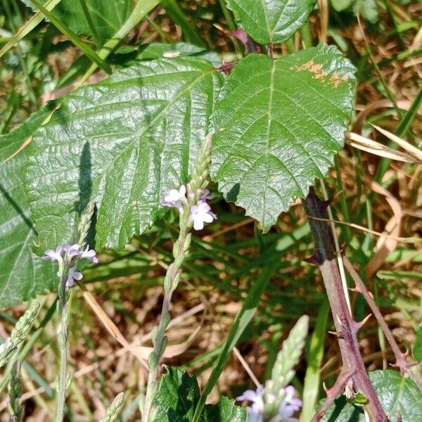 Verbena officinalis Flower