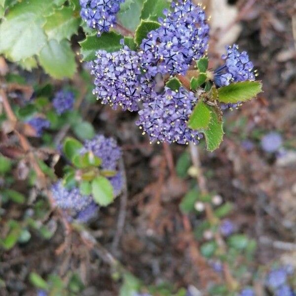 Ceanothus tomentosus Кветка