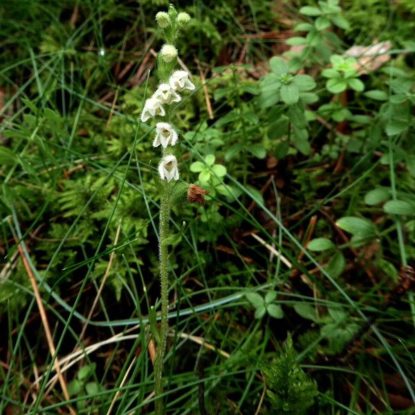 Goodyera repens Buveinė