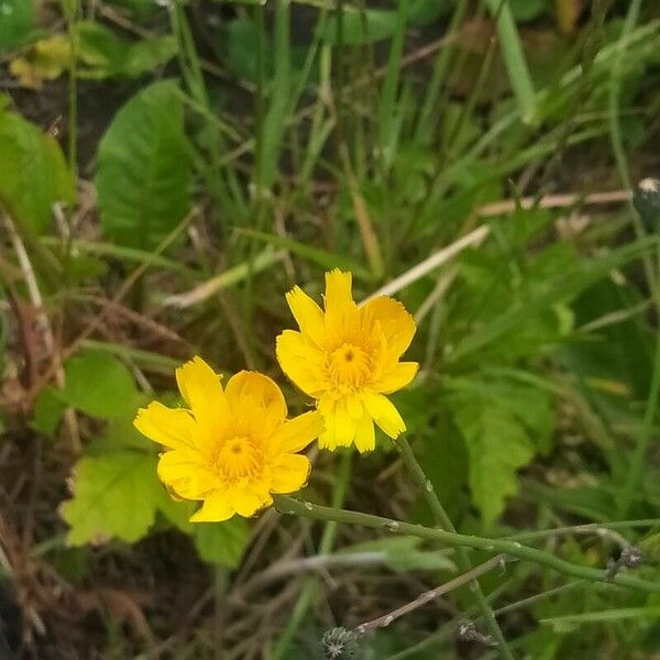 Scorzoneroides autumnalis Квітка