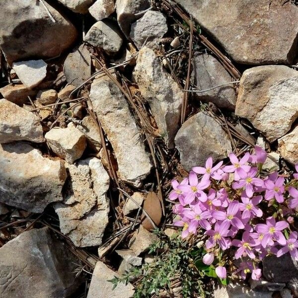 Centaurium littorale 花