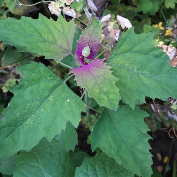 Chenopodium giganteum Blad