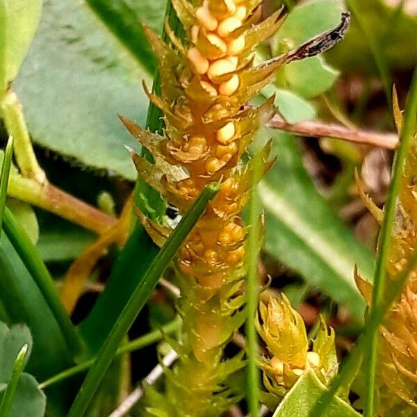 Selaginella selaginoides Flower