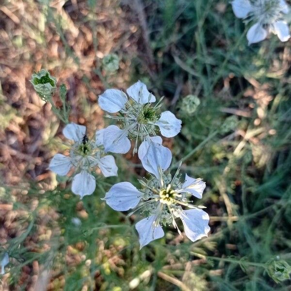 Nigella sativa 花