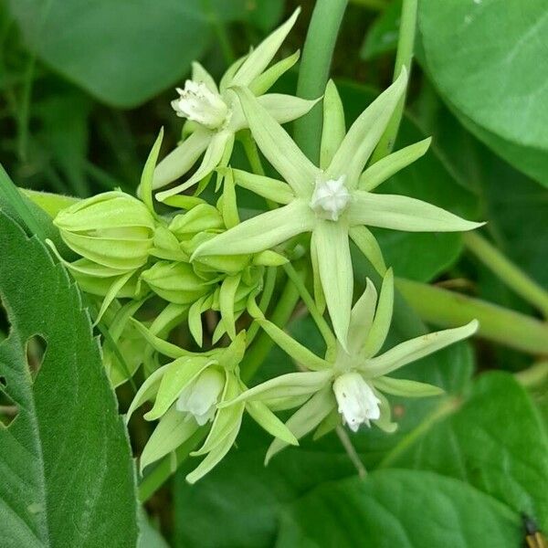 Morrenia odorata Flower