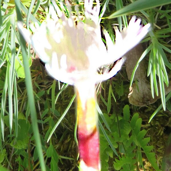 Dianthus plumarius Çiçek