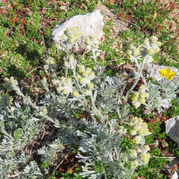 Artemisia umbelliformis Tervik taim