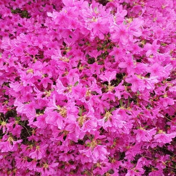 Rhododendron ferrugineum Blomma