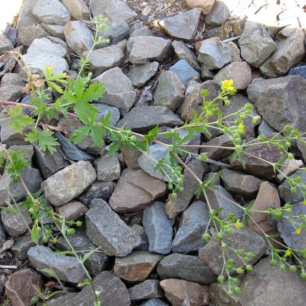 Potentilla intermedia Leaf