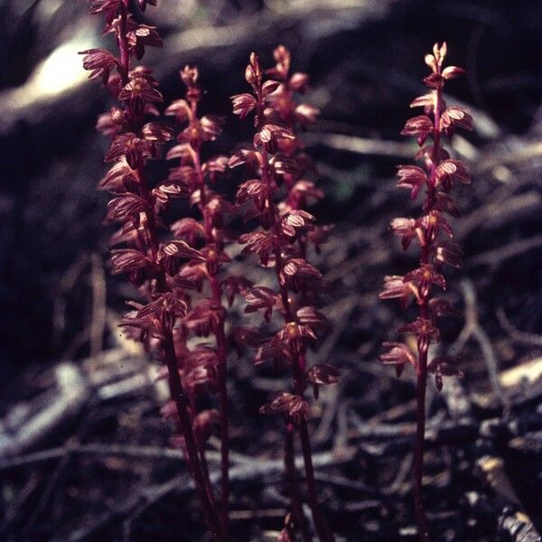 Corallorhiza striata Natur