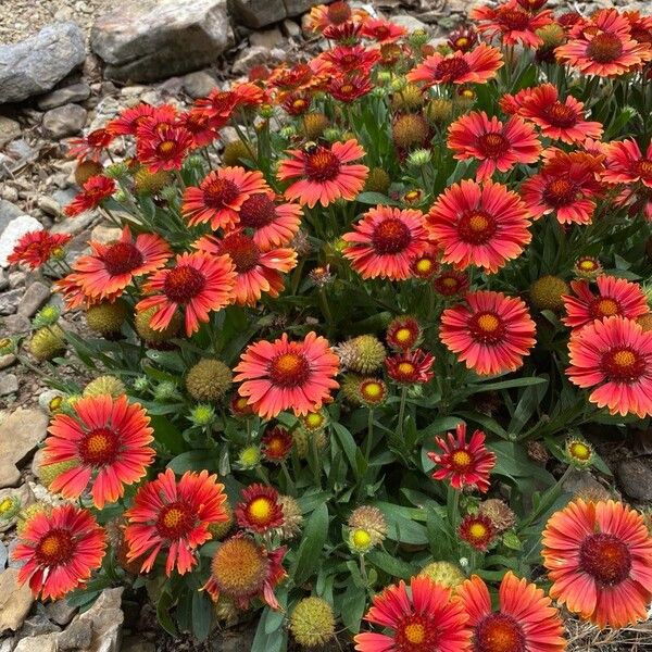 Gaillardia aristata Çiçek