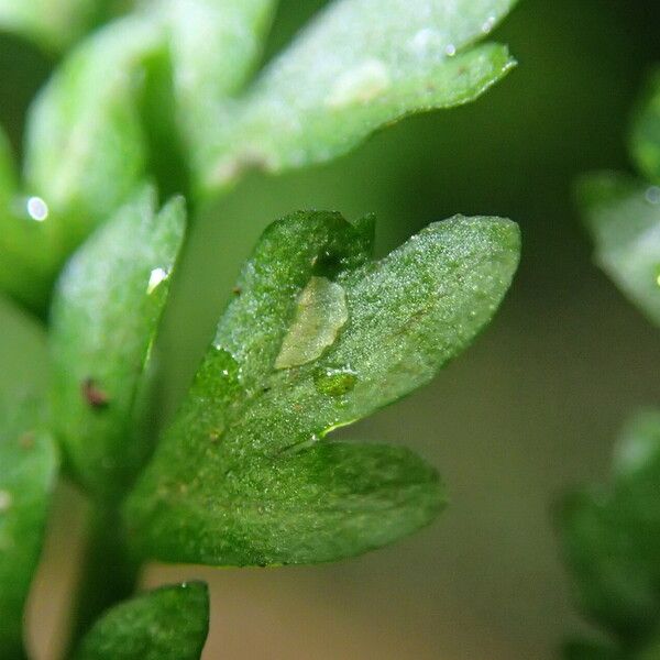 Asplenium abyssinicum Leaf