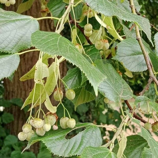 Tilia platyphyllos 果實