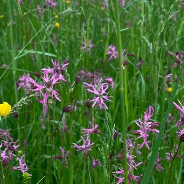 Silene flos-cuculi Blodyn