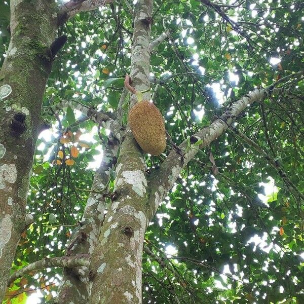 Artocarpus integer Fruit