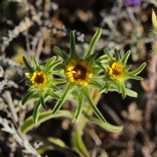 Asteriscus aquaticus Flower