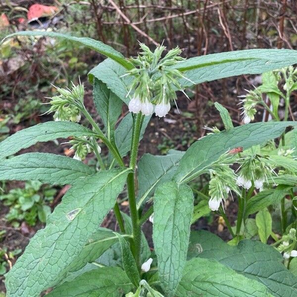 Symphytum orientale Habit