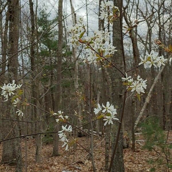 Amelanchier arborea Blodyn