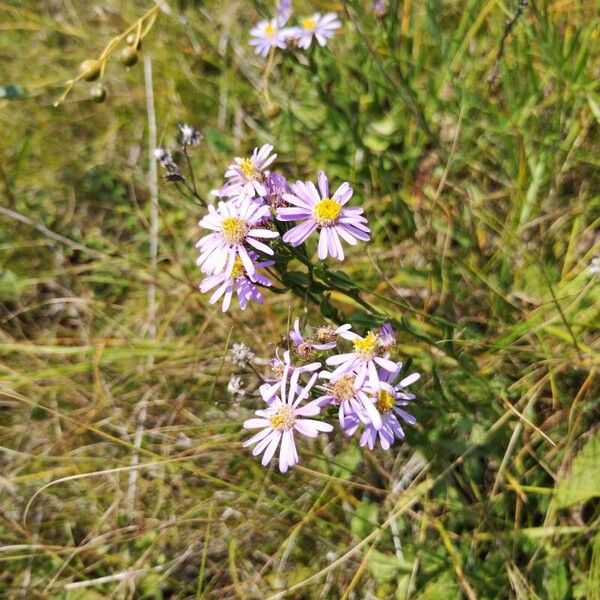 Aster amellus 花